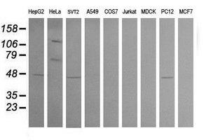 Western blot analysis of extracts (35ug) from 9 different cell lines by usin g anti-CPA2 monoclonal antibody (HepG2: human; HeLa: human; SVT2: mouse; A549: human; COS7: monkey; Jurkat: human; MDCK: canine; PC12: rat; MCF7: human)