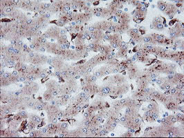 m06401 anti carboxypeptidase a2 cpa2 mouse monoclonal antibody clone id oti1c7 ihc testing 10