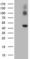 m06401 anti carboxypeptidase a2 cpa2 mouse monoclonal antibody clone id oti1c7 wb testing 1