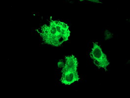 m06429 anti fbxo31 mouse monoclonal antibody clone id oti1h1 if testing 3