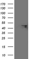 m06429 anti fbxo31 mouse monoclonal antibody clone id oti1h1 wb testing 1