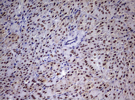 Immunohistochemical staining of paraffin-embedded Human pancreas tissue within the normal limits using anti-CDCA7L mouse monoclonal antibody