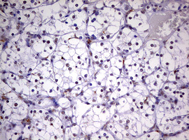 m06430 anti cdca7l mouse monoclonal antibody clone id oti3b5 ihc testing 8