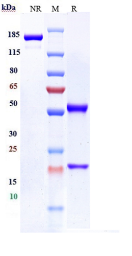 Anti- FcRH5/IRTA2/CD307e Reference Antibody (DFRF4539A) on SDS-PAGE under reducing (R) condition
