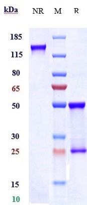 Anti- FcRH5/IRTA2/CD307e Reference Antibody (cevostamab) on SDS-PAGE under reducing (R) condition
