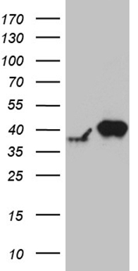m06442 anti rfc3 mouse monoclonal antibody clone id oti1c7 wb testing 1