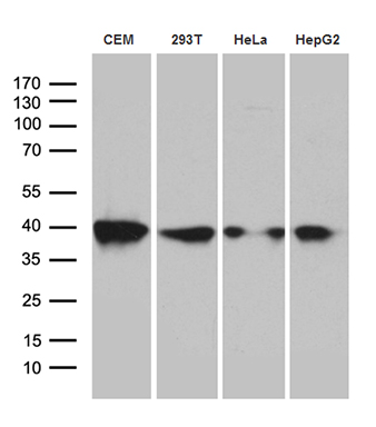 m06442 anti rfc3 mouse monoclonal antibody clone id oti1c7 wb testing 2