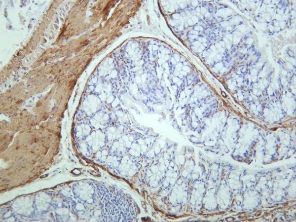 Mouse colon was stained with anti-MYL9 rabbit antibody