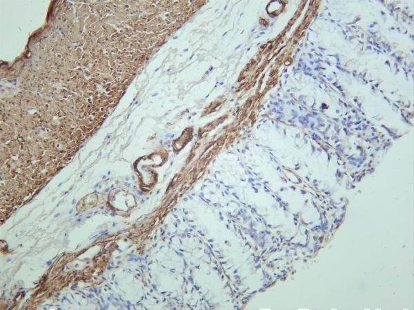 Rat colon was stained with anti-MYL9 rabbit antibody