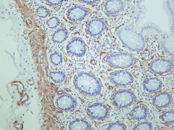 Human colon was stained with anti-MYL9 rabbit antibody