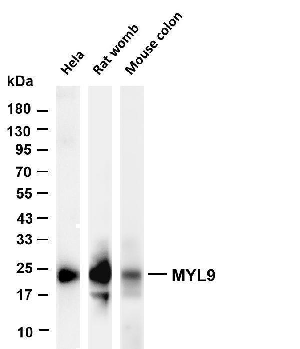 m06446 2 myl9 primary antibodies wb testing 1