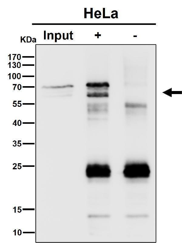 Immunoprecipitate (IP) analysis using the Antibody at 1:50 dilution