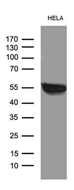 Western blot analysis of extracts (35ug) from HELA cell line by using anti-SMARCD3 monoclonal antibody (1:500)