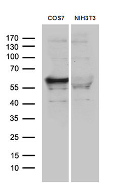 Western blot analysis of extracts (35ug) from cos7 and 3T3 cell lines by using anti-SMARCD3 monoclonal antibody (1:500)
