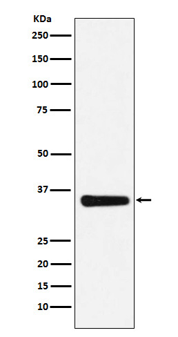 Western blot analysis of MED4 expression in HepG2 cell lysate