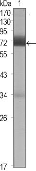 Western Blot analysis using Cerberus Monoclonal Antibody against CER1 (aa18-267)-hIgGFc transfected HEK293 cell lysate (1)