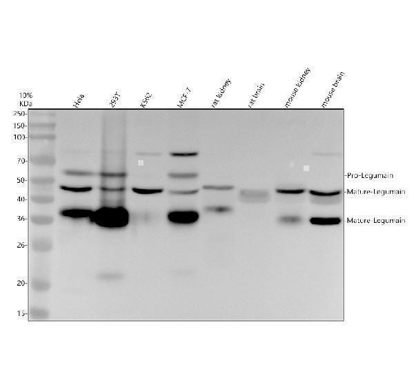 Western blot analysis of Legumain using anti-Legumain antibody (M06476)