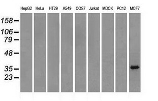 Western blot analysis of extracts (35ug) from 9 different cell lines by using anti-TRIB2 monoclonal antibody