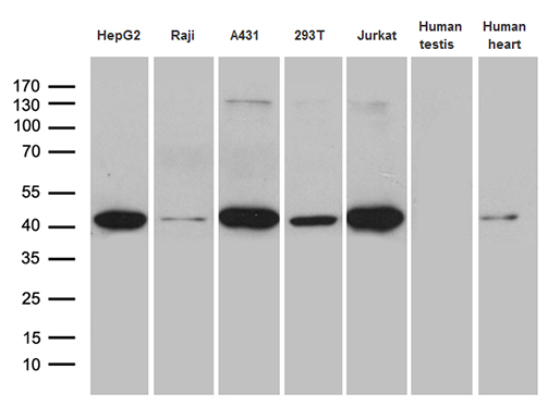 Western blot analysis of extracts (35ug) from 5 cell lines and 2 tissue lysates by using anti-GLRX3 monoclonal antibody (1:500)