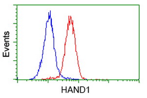 Flow cytometric Analysis of Hela cells