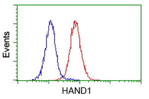 m06496 1 anti hand1 mouse monoclonal antibody clone id oti1g10 flow cytometry testing 4