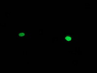 m06496 1 anti hand1 mouse monoclonal antibody clone id oti1g10 if testing 5