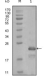 Western blotting validation for Anti-HAND1 Monoclonal Antibody M06496
Western Blot (WB) analysis using HAND1 Monoclonal Antibody against truncated Trx-HAND1 recombinant protein (1)