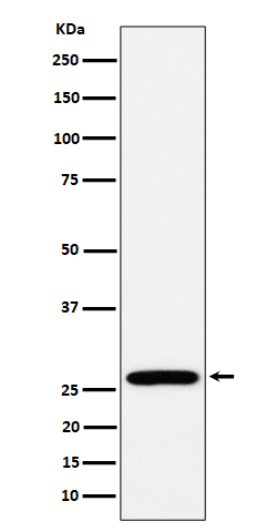Western blot analysis of RPL13 expression in MCF7 cell lysate.