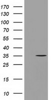 m06524 anti ggps1 mouse monoclonal antibody clone id oti3f9 wb testing 1