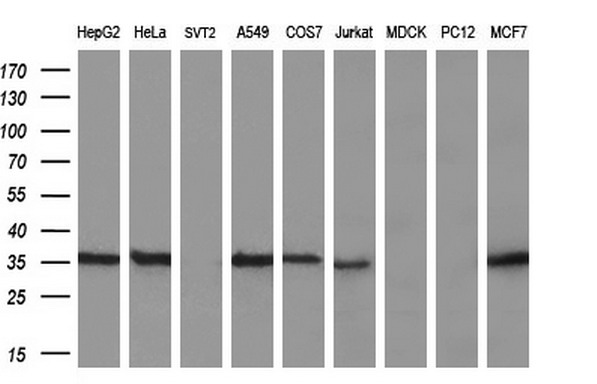 m06524 anti ggps1 mouse monoclonal antibody clone id oti3f9 wb testing 2