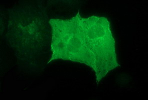 m06527 1 anti grf2 rapgef1 mouse monoclonal antibody clone id oti2f5 if testing 10