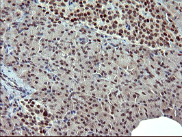 m06527 1 anti grf2 rapgef1 mouse monoclonal antibody clone id oti2f5 ihc testing 4