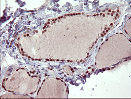 m06527 1 anti grf2 rapgef1 mouse monoclonal antibody clone id oti2f5 ihc testing 5