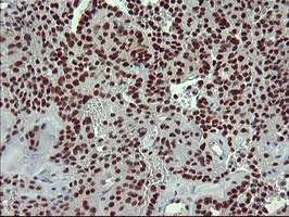 m06527 1 anti grf2 rapgef1 mouse monoclonal antibody clone id oti2f5 ihc testing 6