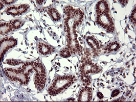 m06527 1 anti grf2 rapgef1 mouse monoclonal antibody clone id oti2f5 ihc testing 7