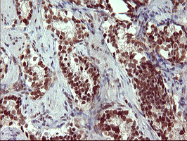 m06527 1 anti grf2 rapgef1 mouse monoclonal antibody clone id oti2f5 ihc testing 8