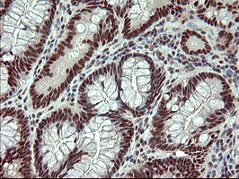 m06527 1 anti grf2 rapgef1 mouse monoclonal antibody clone id oti2f5 ihc testing 9