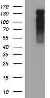 HEK293T cells were transfected with the pCMV6-ENTRY control (Left lane) or pCMV6-ENTRY RAPGEF1 (Right lane) cDNA for 48 hrs and lysed