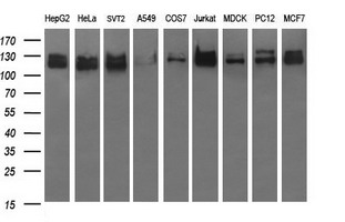 Western blot analysis of extracts (35ug) from 9 different cell lines by using anti-RAPGEF1 monoclonal antibody (HepG2: human; HeLa: human; SVT2: mouse; A549: human; COS7: monkey; Jurkat: human; MDCK: canine; PC12: rat; MCF7: human)