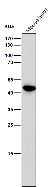 All lanes use the Antibody at 1:1K dilution for 1 hour at room temperature.