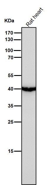 Anti-Uroplakin3a UPK3A Monoclonal Antibody Anti-Uroplakin3a UPK3A Monoclonal Antibody