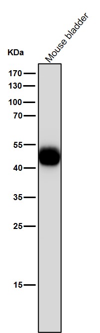 Anti-Uroplakin3a UPK3A Monoclonal Antibody Anti-Uroplakin3a UPK3A Monoclonal Antibody