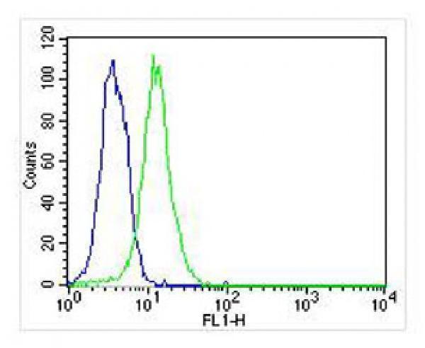m06539 1 anti atg4a antibody fc testing 4