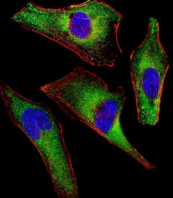 m06539 1 anti atg4a antibody if testing 1