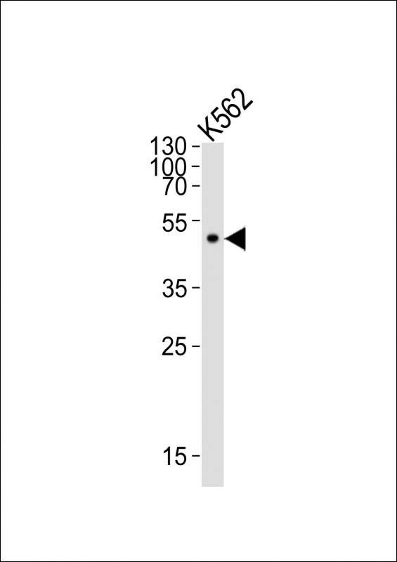 m06539 1 anti atg4a antibody wb testing 2