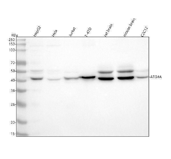 m06539 atg4a primary antibodies wb testing 1_1