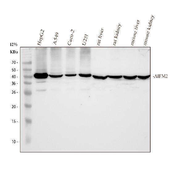 Western blot analysis of FSP1/AIFM2 using anti-FSP1/AIFM2 antibody (M06541)