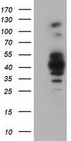 m06548 1 anti growth arrest specific protein 7 gas7 mouse monoclonal antibody clone id oti2f6 wb testing 1