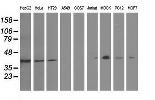 m06548 1 anti growth arrest specific protein 7 gas7 mouse monoclonal antibody clone id oti2f6 wb testing 2