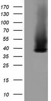 HEK293T cells were transfected with the pCMV6-ENTRY control (Left lane) or pCMV6-ENTRY GAS7 (Right lane) cDNA for 48 hrs and lysed